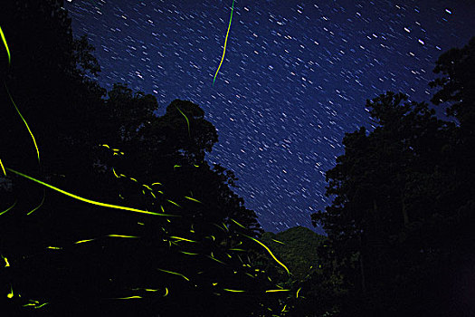 日本,螢火蟲,飛行,夜晚,本土動植物,物種,世界遺產(chǎn),鹿兒島,五月