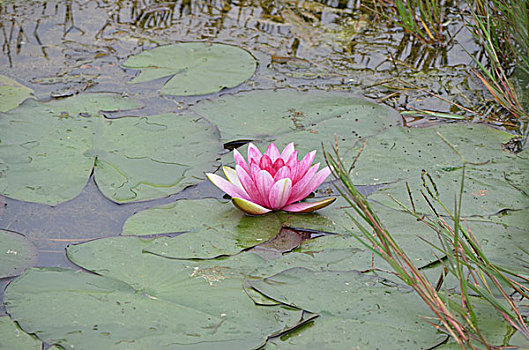 贵州草海风光,威宁,草海,木船,栖息地,海,淡水湖,渔船,湖水,湖泊,湿地,湿地高原,秋色,船只,草,贵州风光,风光,高原湖泊,黑颈鹤,国家一级保护鸟类,鸟类,海鸟,花海