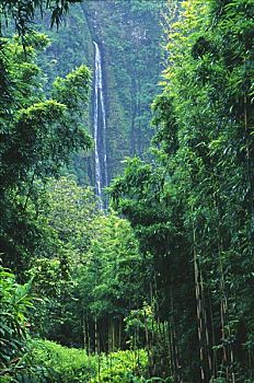 夏威夷,毛伊岛,峡谷,瀑布,竹林