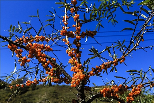 灵山沙棘树