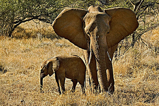 母亲,婴儿,非洲象,桑布鲁野生动物保护区,肯尼亚
