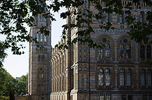 自然历史博物馆,树枝,伦敦,英格兰,英国