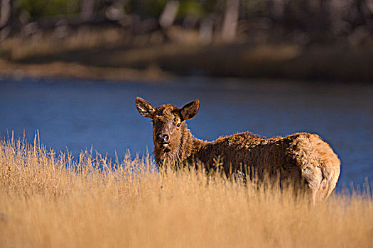 麋鹿,鹿属,河,黄石国家公园,怀俄明,美国