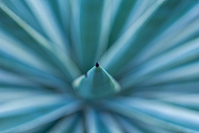 龙舌兰属植物图片