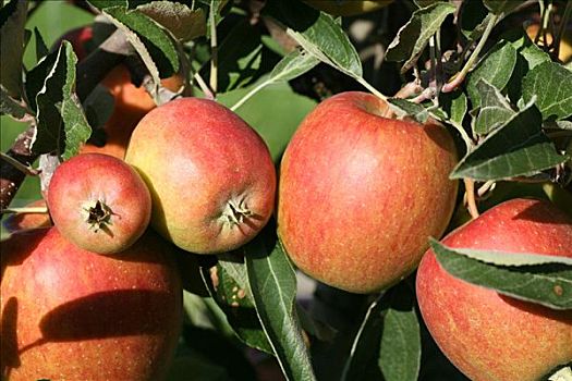 苹果丰收,瑞士