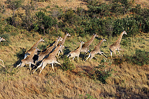 航拍,长颈鹿,牧群,跑,克鲁格国家公园,南非