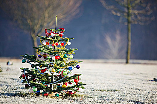户外,树,装饰,圣诞节