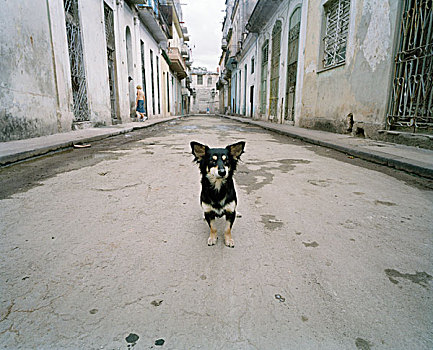 古巴,哈瓦那,狗,途中