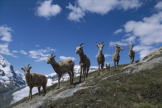 大角羊,女性,牧群,冰川国家公园,蒙大拿