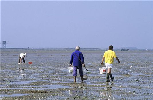 法国,卢瓦尔河地区,大西洋卢瓦尔省,两个男人,收集,壳
