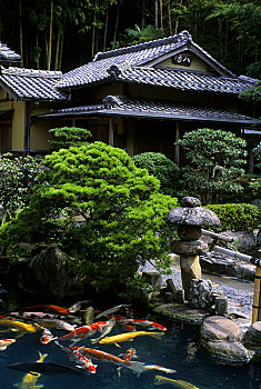 日本,本州,老城,餐馆,日式庭园,水塘,鲤鱼