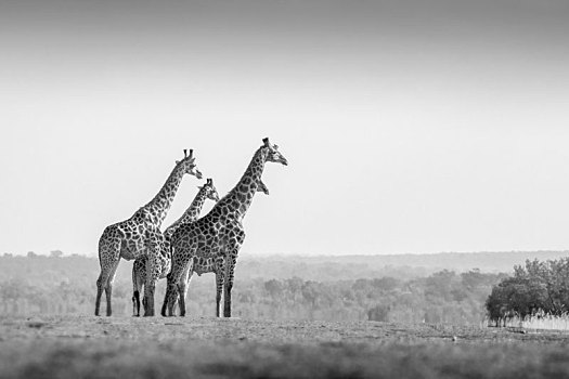 两只,动物,长颈鹿,站立,蓝天,黑白
