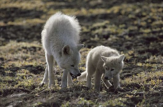 北极狼,狼,责斥,顺从,幼仔,艾利斯摩尔岛,加拿大