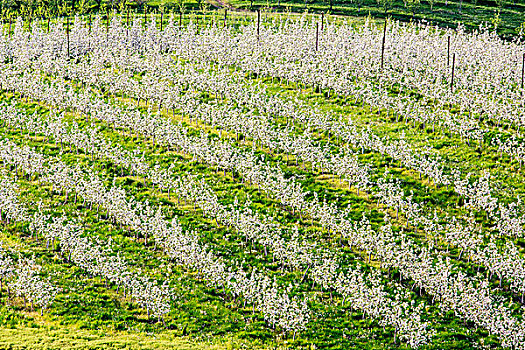 苹果园,开花,靠近,胡德河,俄勒冈,美国
