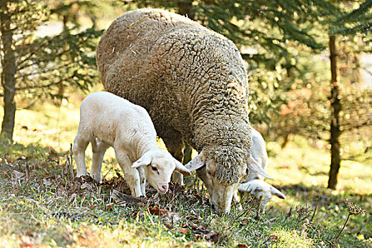 头像,母羊,绵羊,羊羔,牧场,春天,普拉蒂纳特,巴伐利亚,德国
