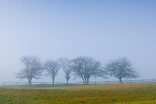 美国,佛蒙特州,排,树,晨雾