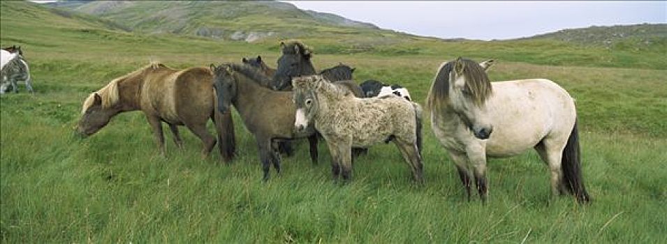 家养马,马,牧群,放牧,草场,东北方,冰岛