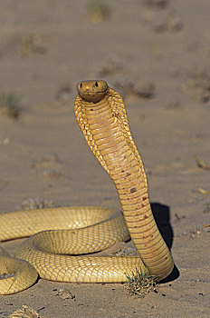 眼镜蛇,卡拉哈迪,公园,卡拉哈里沙漠,南非,非洲