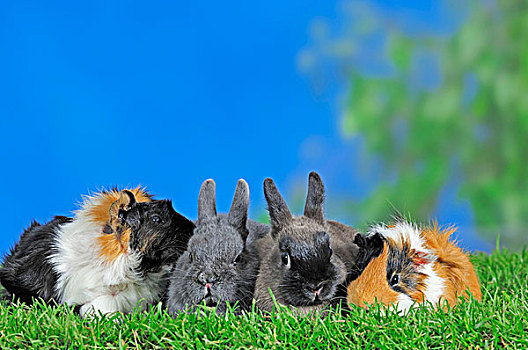 矮小,兔子,兔豚鼠属,天竺鼠