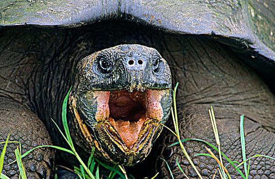 加拉帕戈斯巨龟,象龟属,岛屿,加拉帕戈斯,群岛,厄瓜多尔