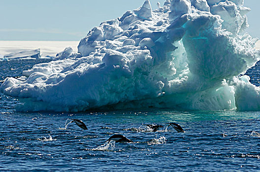 南极,保利特岛,阿德利企鹅,鼠海豚,水