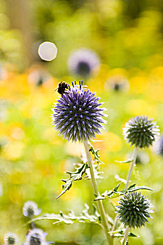 大黄蜂,花粉,小,球体,蓟属植物,花
