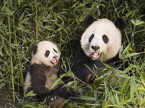 大熊猫,幼兽,竹林,中国