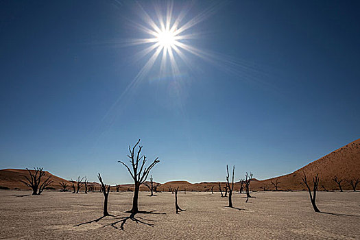 死,骆驼,刺,树,沙丘,盐,粘土,逆光,死亡谷,索苏维来地区,纳米布沙漠,纳米比诺克陆夫国家公园,纳米比亚,非洲