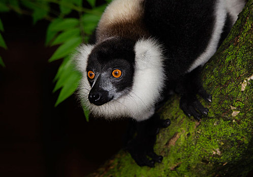 黑白,狐猴,动物,雨林,东方,马达加斯加,非洲