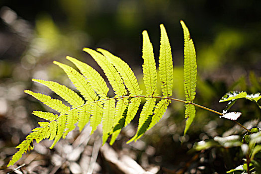 greenfern