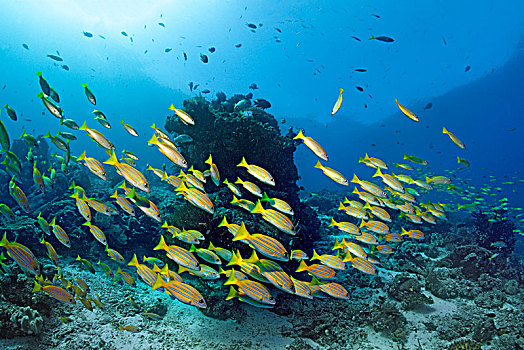 鱼群,鲷鱼,四带笛鲷,游动,上方,珊瑚礁,四王群岛,群岛,巴布亚岛,西新几内亚,太平洋,印度尼西亚,亚洲
