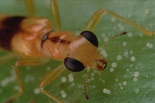 甲虫,植物,蚂蚁,防护