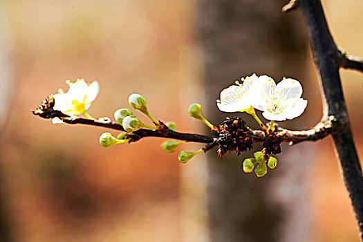 李子花