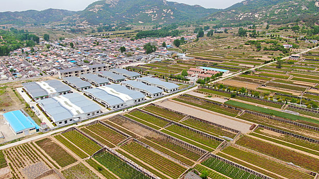 山东省日照市,万亩茶园染绿乡村大地,茶产业助农民致富