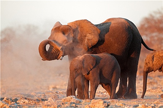 非洲象,遮盖,灰尘