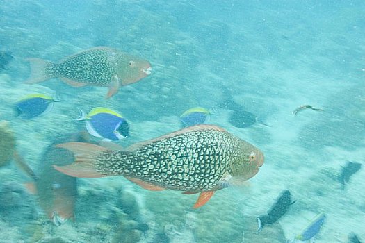 鹦嘴鱼,环礁,塞舌尔,印度洋