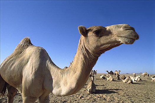 单峰骆驼,骆驼,群,休息,撒哈拉沙漠,阿斯旺,埃及
