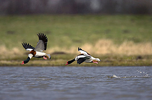 普通,雌麻鸭,翘鼻麻鸭,追逐,荷兰南部,荷兰