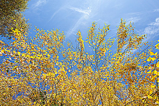 新疆阿勒泰喀纳斯秋天的白桦树叶