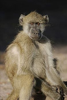 黄狒狒,乔贝国家公园,博茨瓦纳