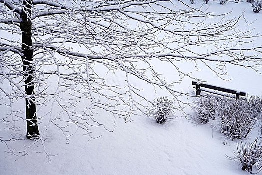 树,公园长椅,冬天