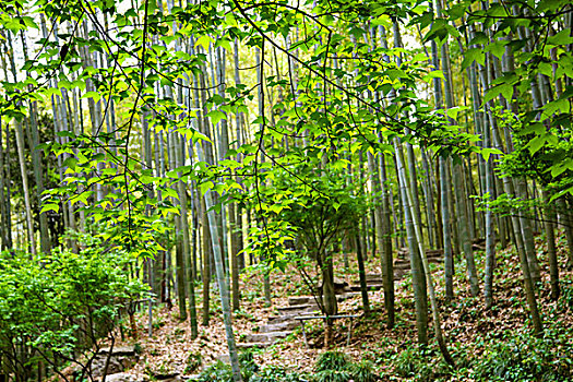 中国南方竹林间的石板路