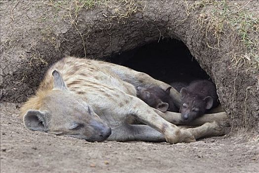 斑鬣狗,白天,老,幼兽,睡觉,入口,窝,母兽,马赛马拉国家保护区,肯尼亚
