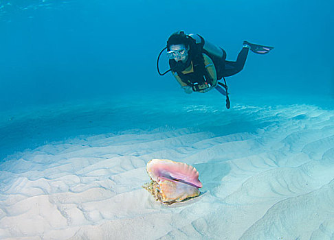 潜水,海螺壳