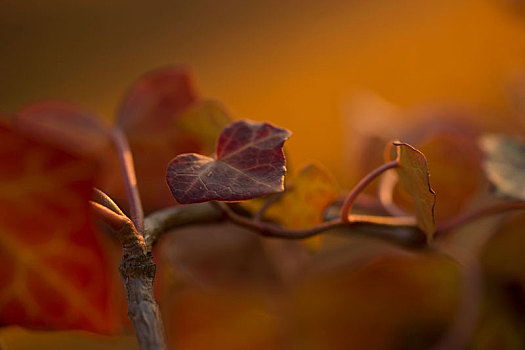 常春藤,叶子,秋色,自然,背景