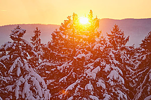 雪,挪威针杉,树,欧洲云杉,树林,日落,冬天,巴伐利亚森林,巴伐利亚,德国