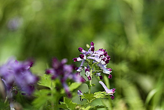 春天紫色的花