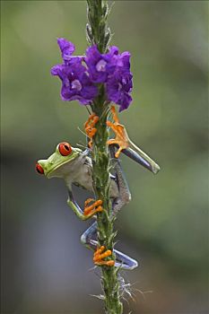 红眼树蛙,攀登,花,哥斯达黎加