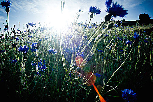 蓝色,野花,地点,鲜明,阳光