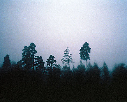 树,雾气